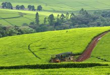 Article: Large productive farms should be preserved, protected – Ibrahim Mwathane