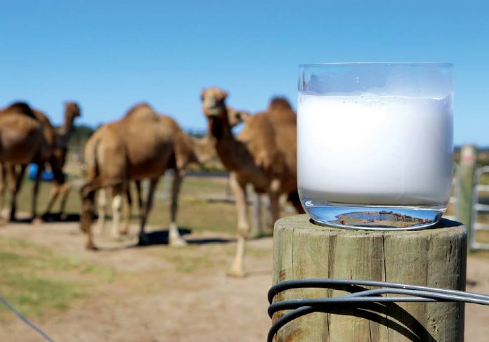 021-camel-milk