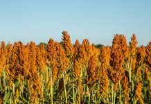 Tharaka-Nithi, EABL pact to boost farmers’ sorghum earnings