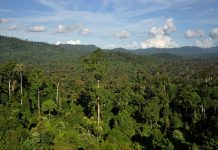 Kenya gets Sh310m Japan funding to boost forests