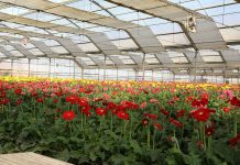 Horticulture sector gets Sh1.5bn boost to ensure quality produce