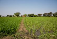 New digital fertiliser platform to boost farming in counties
