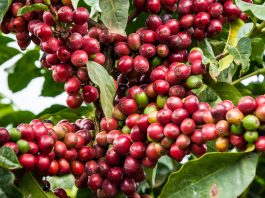 Sh24m cherry advance now available to Meru coffee farmers