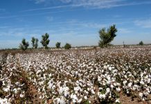 Sh100m cotton ginnery set to be built in Lamu