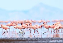 Season of migrations gives sector much-needed boost