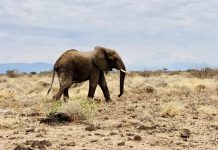 Narok wildlife attack pay hits Sh120m