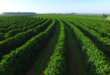 Kenya seeks Sh5.7bn to boost 800 coffee firms