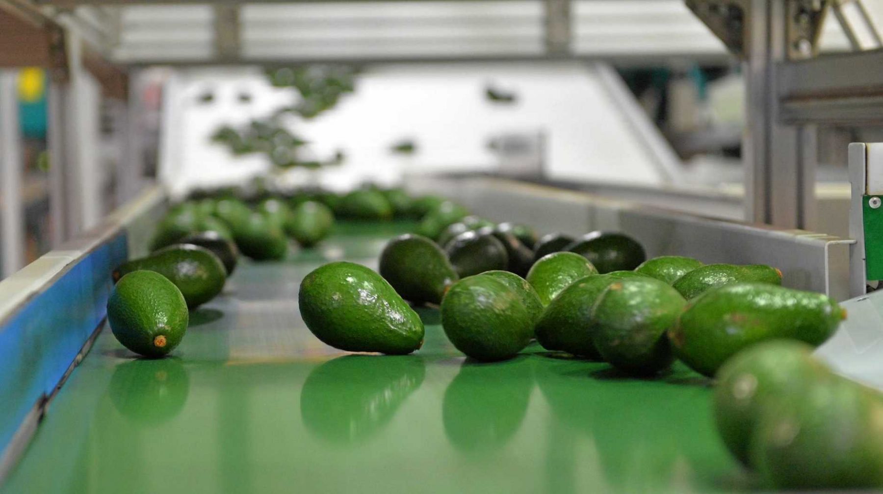 avocado processing, export processing, agriculture