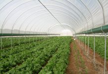 Opinion: Don’t copy-paste EU agriculture policies – Jenny Luesby