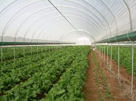 Opinion: Don’t copy-paste EU agriculture policies – Jenny Luesby