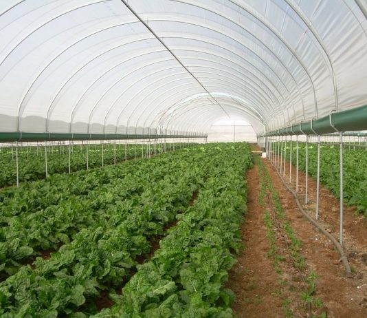 Opinion: Don’t copy-paste EU agriculture policies – Jenny Luesby