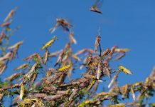 Kenya declared locust-free