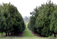 Macadamia farmers want brokers locked out