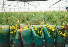Horticulture extends its lead as biggest foreign exchange earner