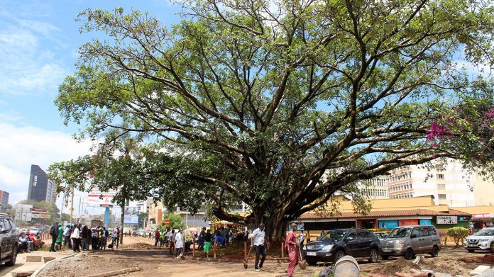 486-Fig-Tree-westlands-nairobi