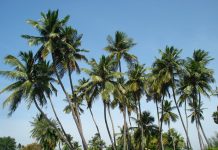 Kilifi County government to build palm wine factory in Rabai
