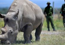 KWS seeks Sh3bn French funding for parks upgrade