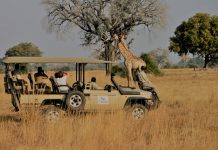 KWS raises park fees for foreign visitors safari tourism
