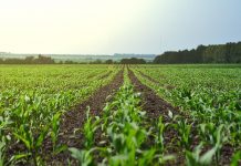 Cabinet gives farming nod on State land sitting idle