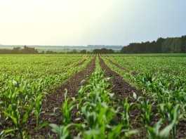 Opinion: Land access key to youth in agriculture – Washe Kazungu